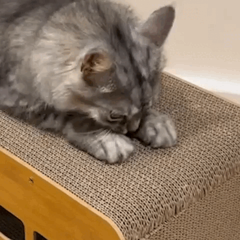 cat furniture