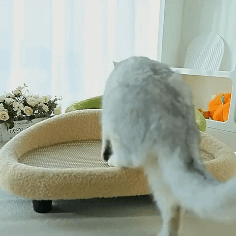 cat furniture
