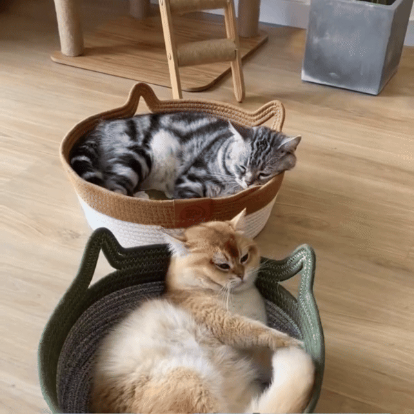 cat furniture
