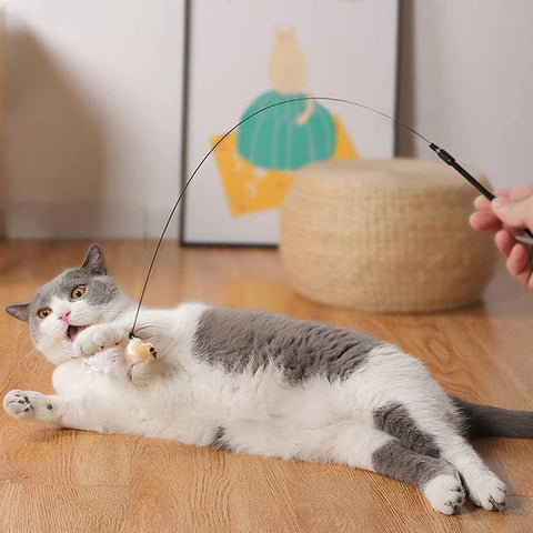 cat toy