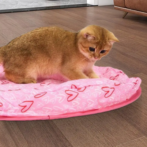 cat toy