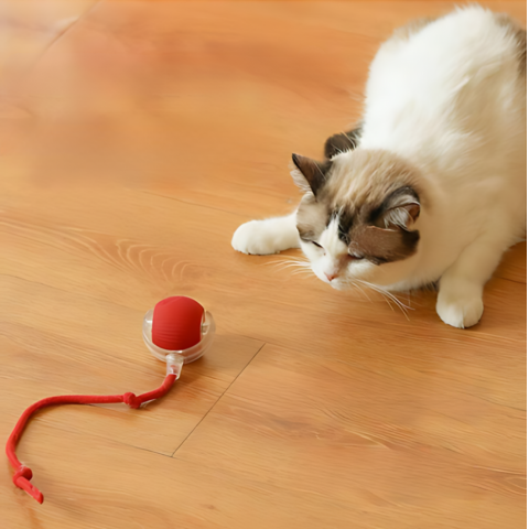 cat toy