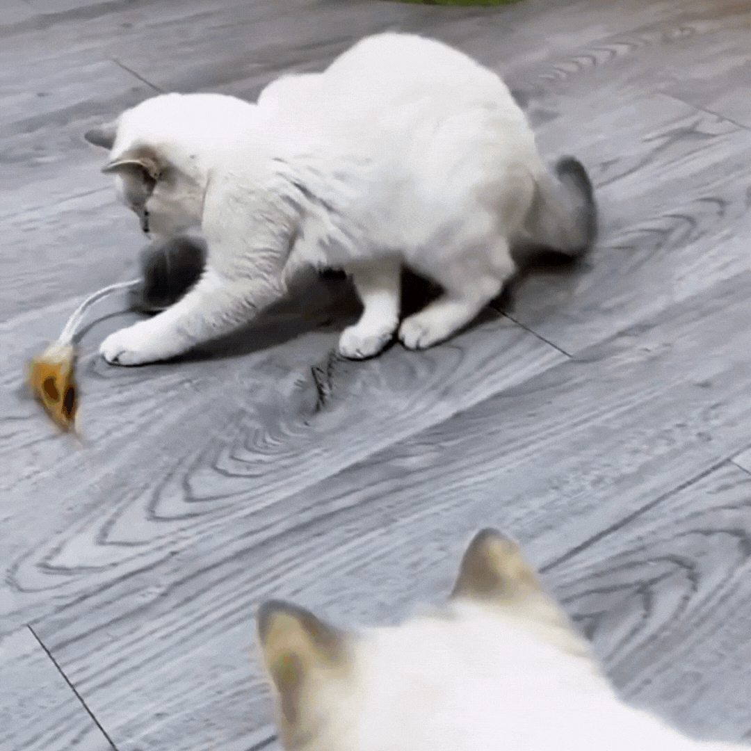 cat toy