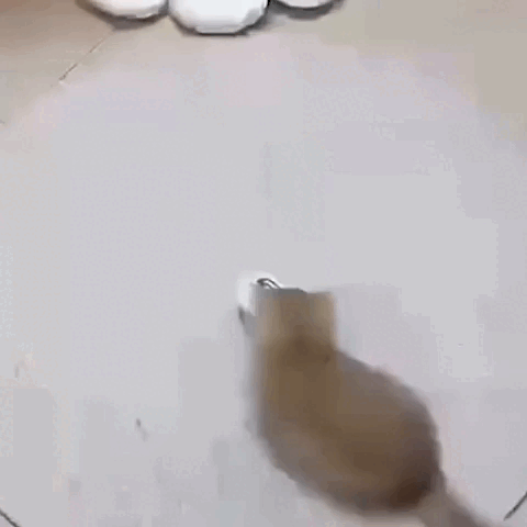 cat toy