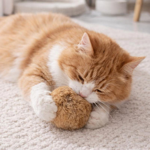 cat toy