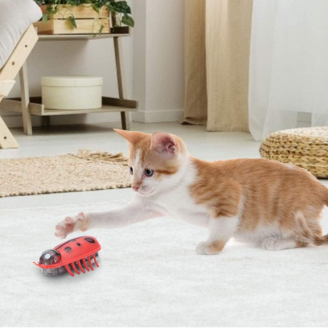 cat toy