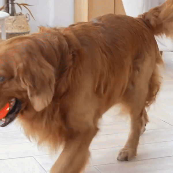 dog toy