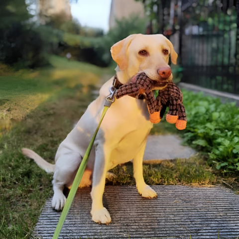 dog toy