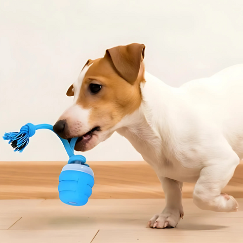 dog toy