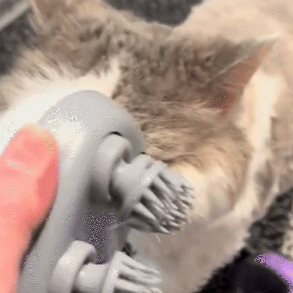 pet