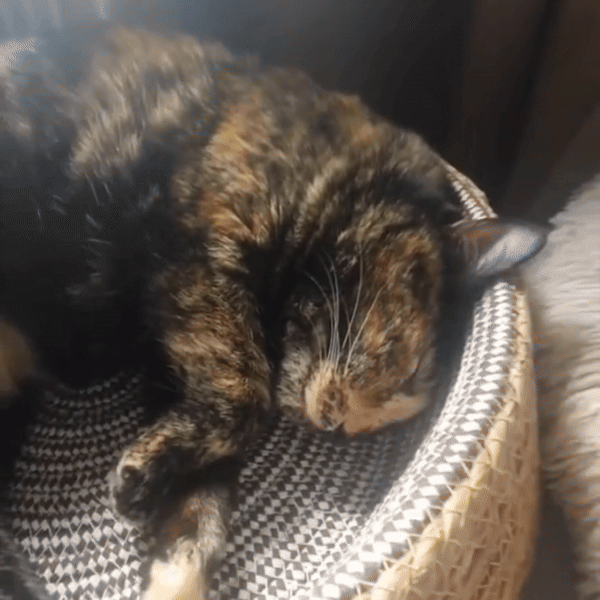 pet
