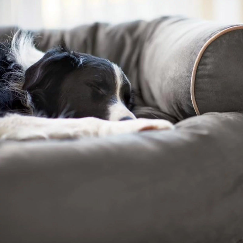 pet bed