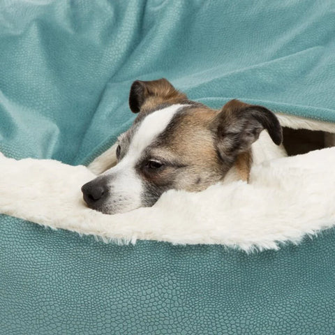 pet bed