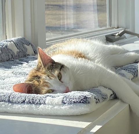 pet blanket