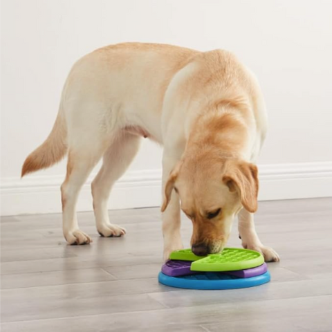 pet bowl