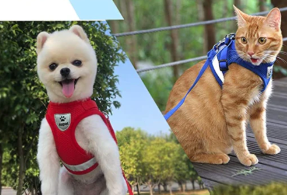pet collar – 8