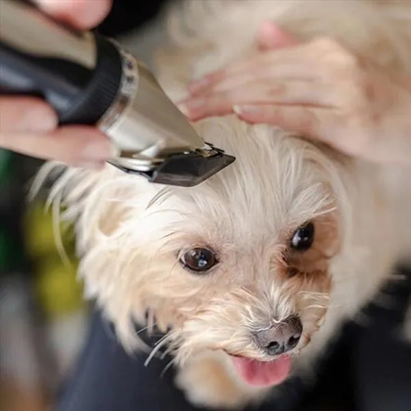 pet grooming