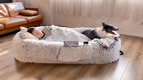 cat furniture