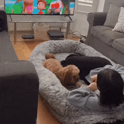 cat furniture