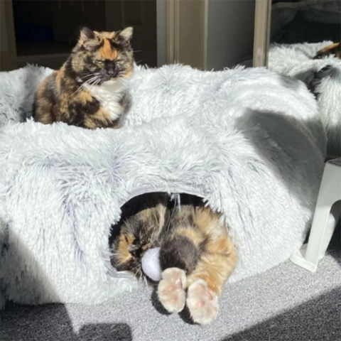 cat furniture
