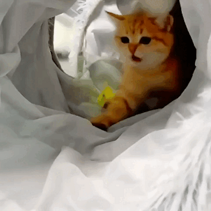 cat furniture