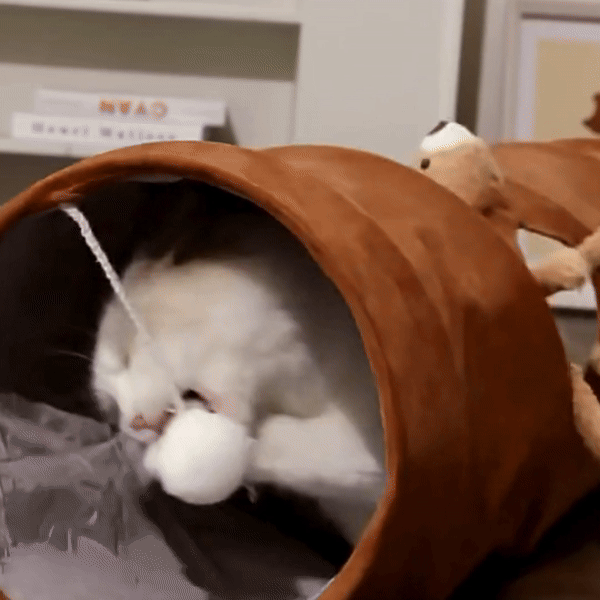 cat furniture