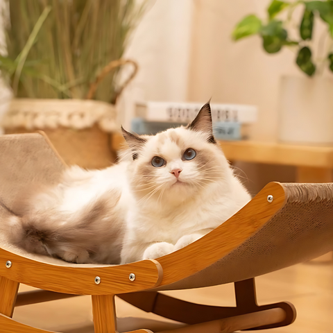 cat furniture