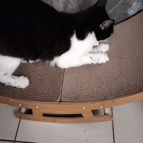 cat furniture