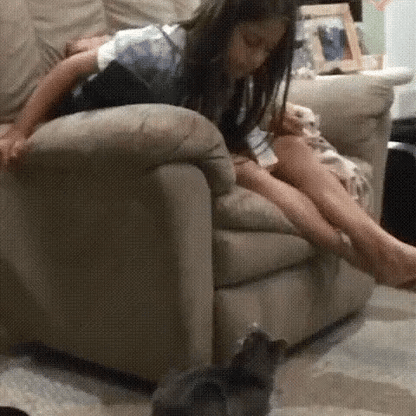cat toy