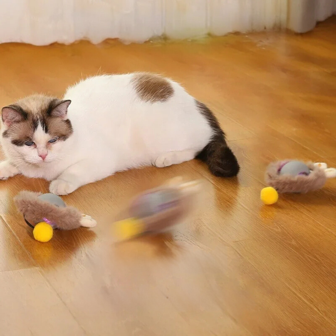 cat toy – 5