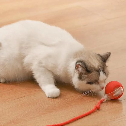cat toy