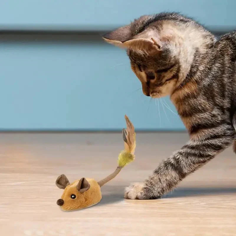 cat toy