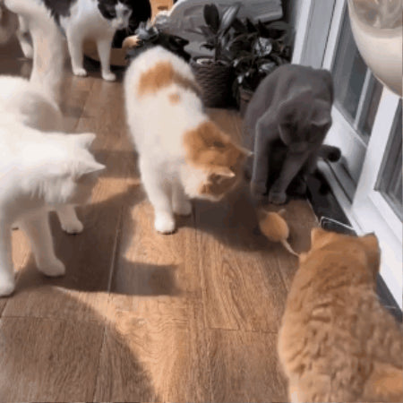 cat toy