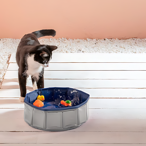 cat toy