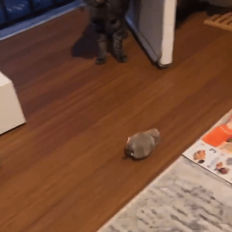 cat toy