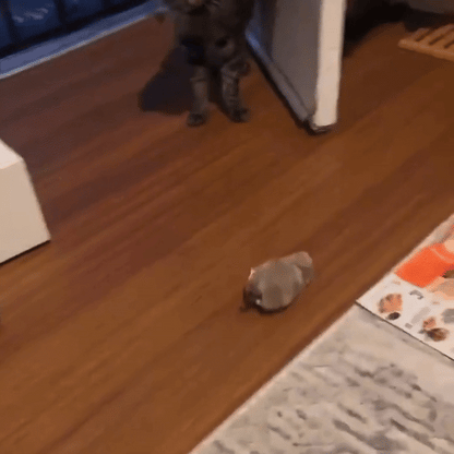 cat toy