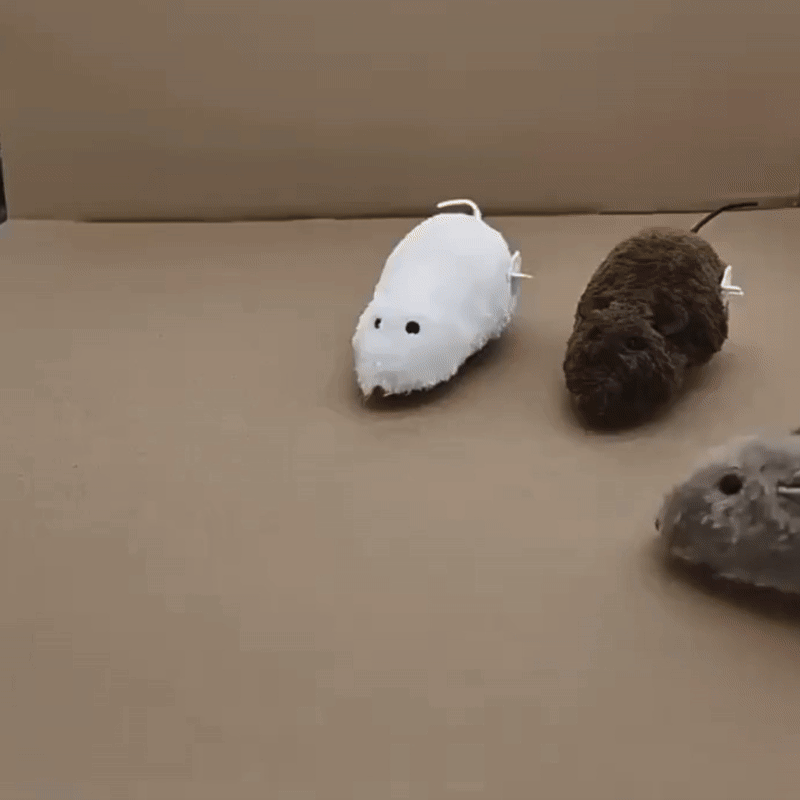 cat toy