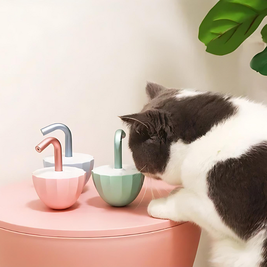 cat toy