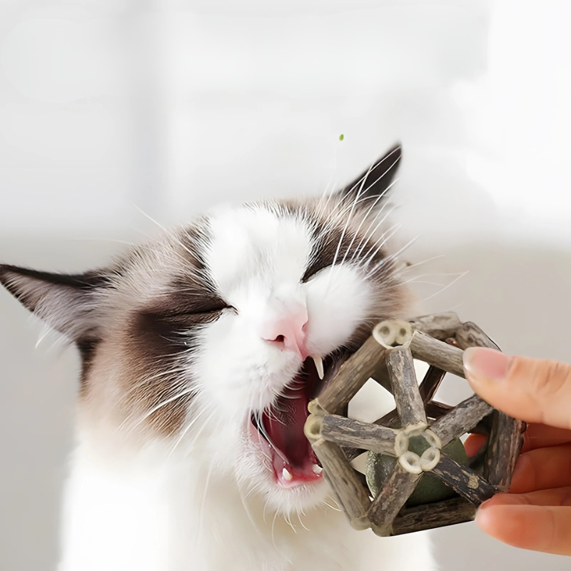 cat toy