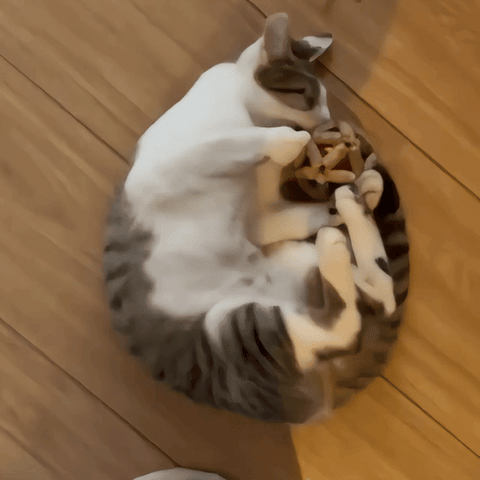 cat toy