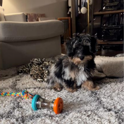 cat toy