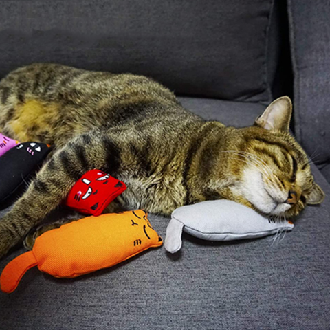 cat toy