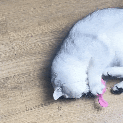 cat toy