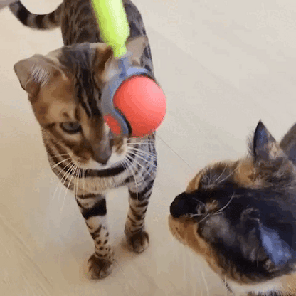cat toy