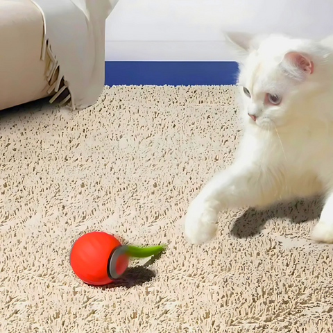 cat toy