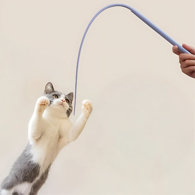cat toy