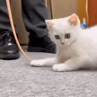 cat toy
