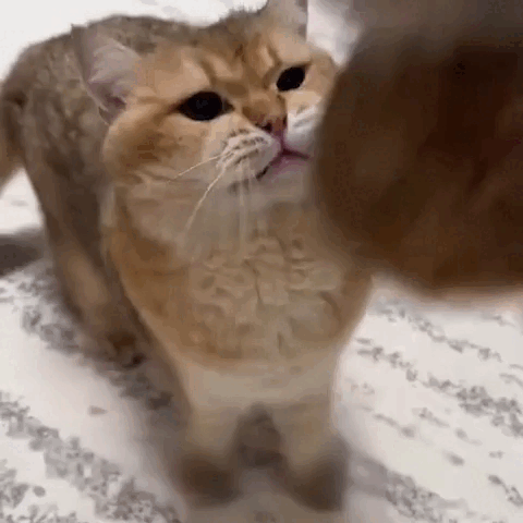 cat toy