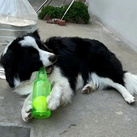 cat toy