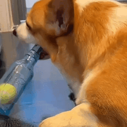 cat toy